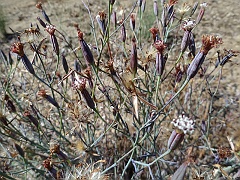 porophyllum gracile